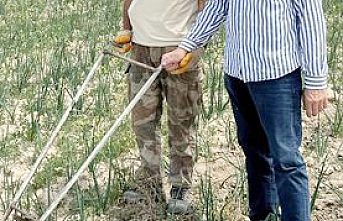 Karaman’da Kıraç Alanlarda Yetişiyor   