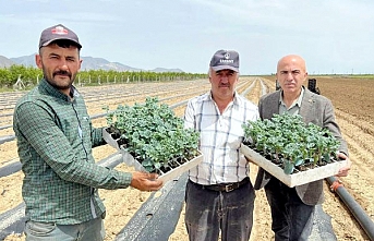 Meşhur Paşa Karpuzu Ekimleri Devam Ediyor      