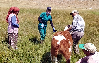 Aşı ve Küpe Çalışmaları Devam Ediyor