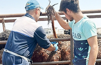 İthal Danalar Kontrolden Geçiyor