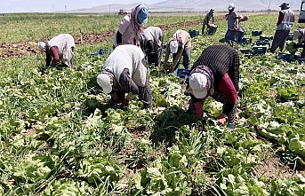 Karaman’da Marul İhracatı  