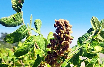 Karadağ’ın Zirvesinde Doğal Sumak     