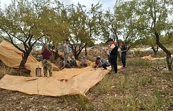 Ermenek'te Badem Hasadı Başladı