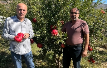 Karaman’ın Göksu Havzasında Hicaz Narı Hasadı