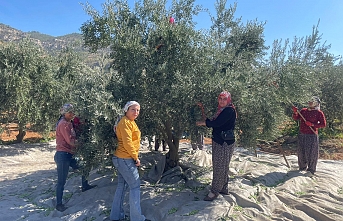 Zeytin Hasadı Başladı